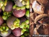 Khasiat Manfaat Kulit Manggis Khasiat Manfaat Kulit Manggis