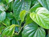 Manfaat Daun Sirih Untuk Kesehatan Dan Pengobatan Manfaat Daun Sirih Untuk Kesehatan Dan Pengobatan