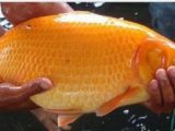 Manfaat Ikan Mas Yang Mungkin Belum Anda Tahu Manfaat Ikan Mas Yang Mungkin Belum Anda Tahu
