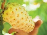 Memutihkan Wajah Dengan Masker Buah Mengkudu Memutihkan Wajah Dengan Masker Buah Mengkudu